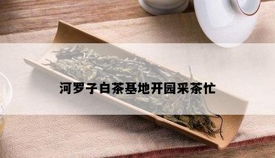 河罗子白茶基地开园采茶忙