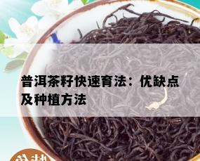 普洱茶籽快速育法：优缺点及种植方法