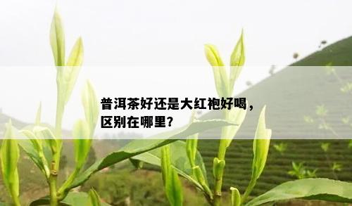 普洱茶好还是大红袍好喝，区别在哪里？