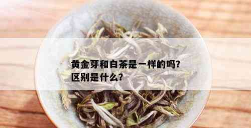 黄金芽和白茶是一样的吗？区别是什么？