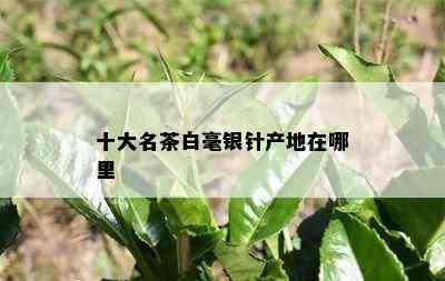 十大名茶白毫银针产地在哪里