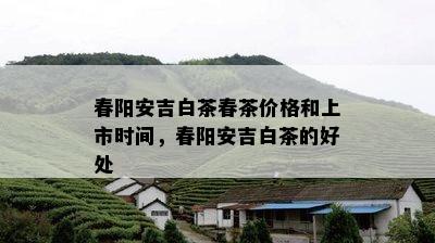 春阳安吉白茶春茶价格和上市时间，春阳安吉白茶的好处