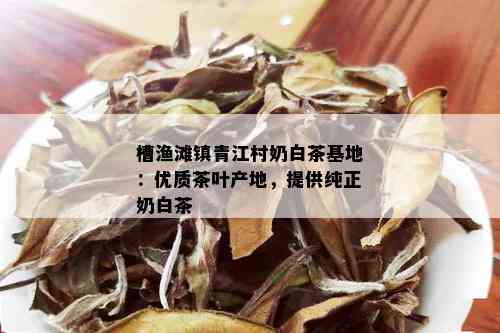 槽渔滩镇青江村奶白茶基地：优质茶叶产地，提供纯正奶白茶