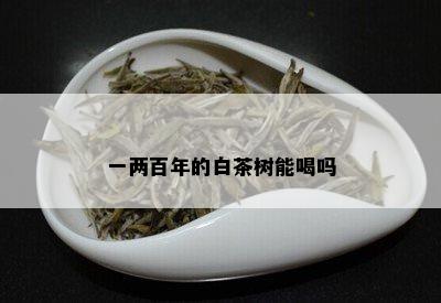 一两百年的白茶树能喝吗