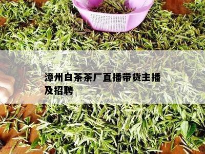 漳州白茶茶厂直播带货主播及招聘
