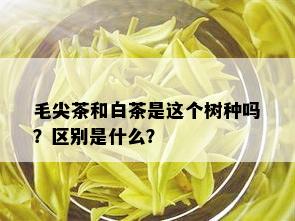 毛尖茶和白茶是这个树种吗？区别是什么？