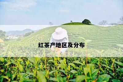 红茶产地区及分布