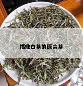 福鼎白茶的原青茶