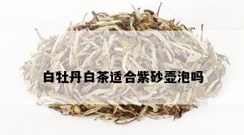 白牡丹白茶适合紫砂壶泡吗