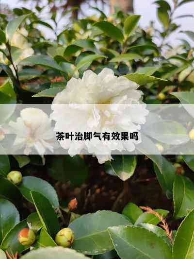 茶叶治脚气有效果吗