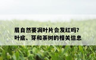 眉自然萎凋叶片会发红吗？叶底、芽和茶树的相关信息