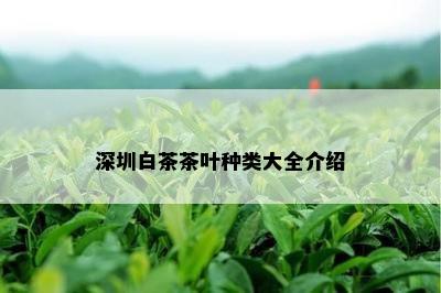 深圳白茶茶叶种类大全介绍