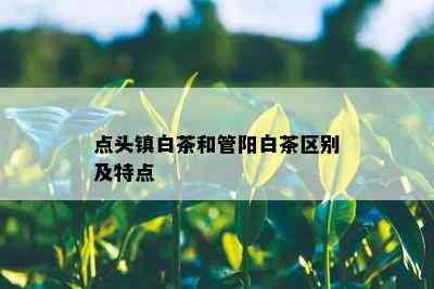 点头镇白茶和管阳白茶区别及特点