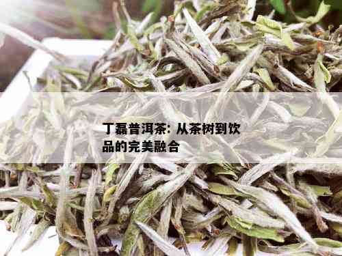 丁磊普洱茶: 从茶树到饮品的完美融合