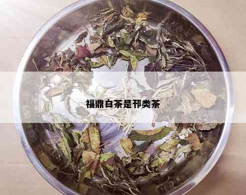 福鼎白茶是邗类茶