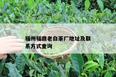福州福鼎老白茶厂地址及联系方式查询