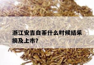 浙江安吉白茶什么时候结采摘及上市？