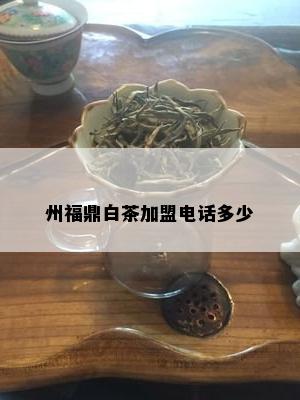 州福鼎白茶加盟电话多少