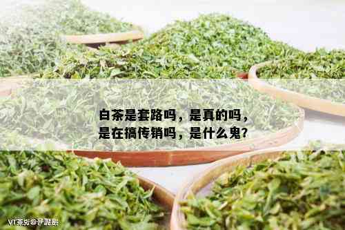 白茶是套路吗，是真的吗，是在搞传销吗，是什么鬼？