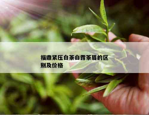 福鼎紧压白茶白露茶眉的区别及价格