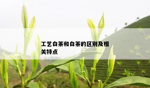 工艺白茶和白茶的区别及相关特点