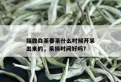 福鼎白茶春茶什么时候开采出来的，采摘时间好吗？