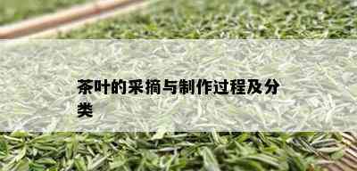 茶叶的采摘与制作过程及分类