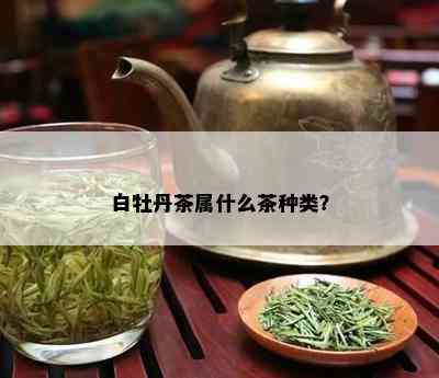 白牡丹茶属什么茶种类？