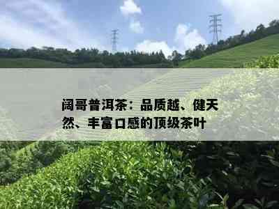 阔哥普洱茶：品质越、健天然、丰富口感的顶级茶叶