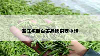 浙江福鼎白茶品牌招商电话