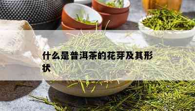 什么是普洱茶的花芽及其形状