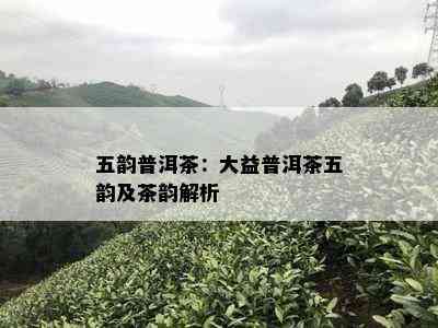 五韵普洱茶：大益普洱茶五韵及茶韵解析