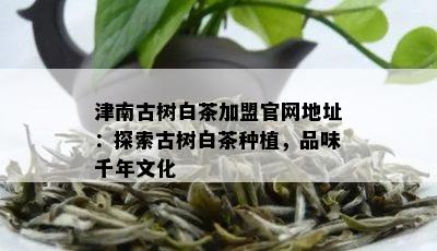 津南古树白茶加盟官网地址：探索古树白茶种植，品味千年文化