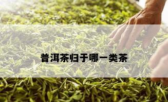 普洱茶归于哪一类茶