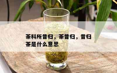 茶科所昔归，茶昔归，昔归茶是什么意思