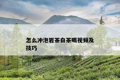 怎么冲泡岩茶白茶喝视频及技巧