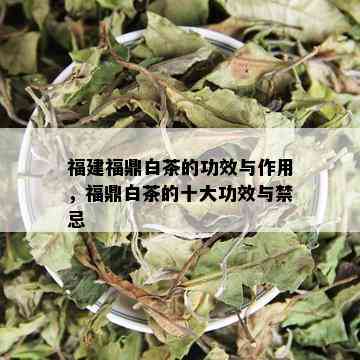 福建福鼎白茶的功效与作用，福鼎白茶的十大功效与禁忌