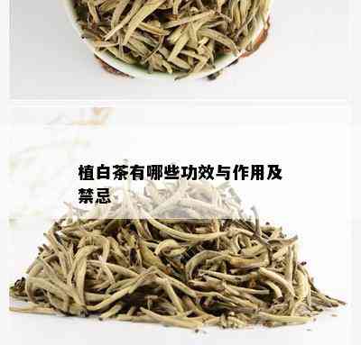 植白茶有哪些功效与作用及禁忌