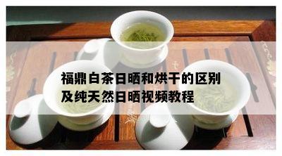 福鼎白茶日晒和烘干的区别及纯天然日晒视频教程