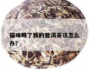 猫咪喝了我的普洱茶该怎么办？