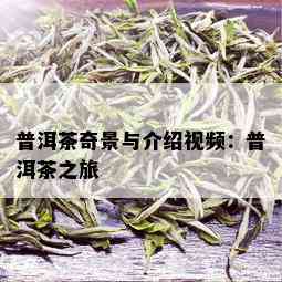 普洱茶奇景与介绍视频：普洱茶之旅