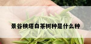 景谷秧塔白茶树种是什么种