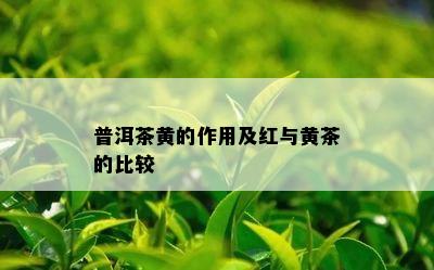 普洱茶黄的作用及红与黄茶的比较