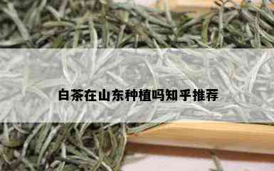 白茶在山东种植吗知乎推荐