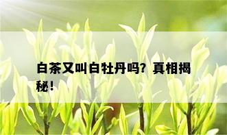 白茶又叫白牡丹吗？真相揭秘！