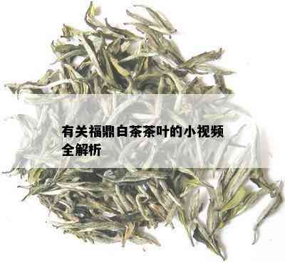 有关福鼎白茶茶叶的小视频全解析