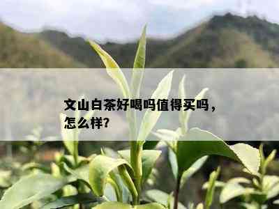 文山白茶好喝吗值得买吗，怎么样？