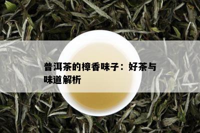 普洱茶的樟香味子：好茶与味道解析