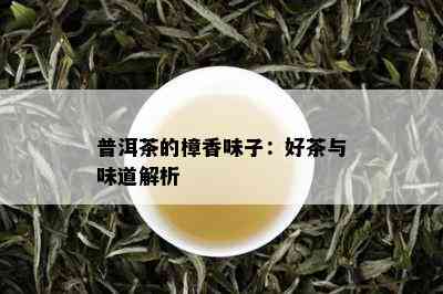 普洱茶的樟香味子：好茶与味道解析