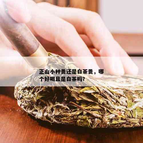 正山小种贵还是白茶贵，哪个好喝且是白茶吗？